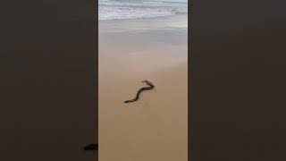 Yellow bellied sea snake this morning [upl. by Hceicjow]