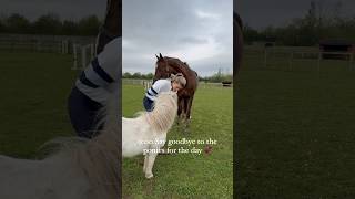 Come with me for the morning routine 💕 youtubeshorts equestrian explore horse subscribe like [upl. by Nilo97]