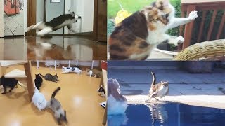 Scared Cats Compilation [upl. by Nicolai]