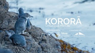 Kororā Little Blue Penguin  Documentary  RNZ [upl. by Econah]