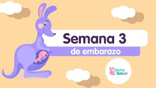 Semana 3 de embarazo ¡El bebé empieza a crecer [upl. by Veats]