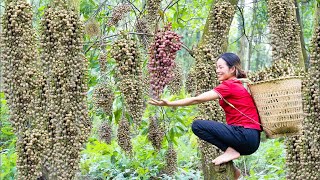 Harvest Bischofia Javanica Java Cedar go to the market sell  Herbal uses of Java Cedar fruit [upl. by Aicilegna269]