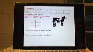 Codominance and Incomplete Dominance [upl. by Lemkul]