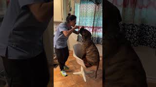 Tooth brushing time for the puppy cute funny bullmastiff dog [upl. by Eiramannod]