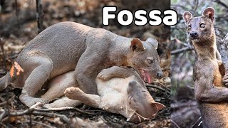 Amazing wild animal “FOSSA” you should see fossa animals wildlife facts [upl. by Anal462]