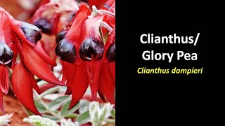 Clianthus dampieri Lobsters Claw Parrots Bill Glory Pea [upl. by Marj]