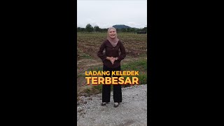 Ladang Keledek IPR INTAN di Setiu Terengganu [upl. by Anahsahs]