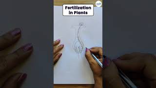 How to Draw Diagram of Fertilization in Plants  Shorts  Infinity Learn [upl. by Illom]