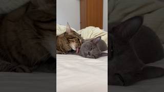 Morning love ❤️ catshorts catvideos [upl. by Eiralc]