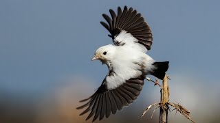 Rare leucistic European stonechat  Morfou 10112015  Cyprus [upl. by Handal228]