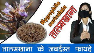 Talmakhana Health Benefits in Hindi  How to use Talmakhana [upl. by Anikes]