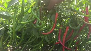 Syngenta chilli seeds  HPH 5531  Hot Pepper Variety  Best Quality Production [upl. by Yvonne]