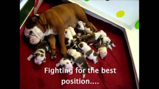 12 English Bulldog Puppies 2 weeks old Englische Bulldog Welpen [upl. by Acino]