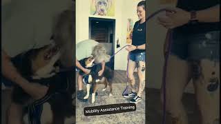 Mobility Assistance Dog Training [upl. by Nagar]