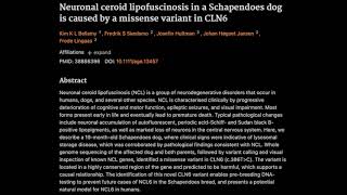 40 Neuronal ceroid lipofuscinosis in a Schapendoes dog is caused by a missense variant in CLN6 [upl. by Imuyam]