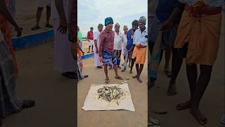 🐠🐟 Adaa adaaa daaa super fresh fish auction at mallipattinam harbour seafood fishing prawns [upl. by Ennagem]