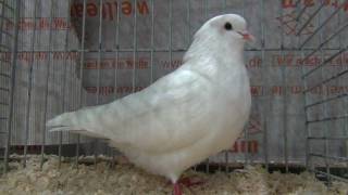 arabian trumpeter fancy pigeon [upl. by Atilahs]