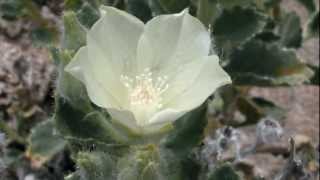 Mojave Desert Wildflowers [upl. by Starinsky255]