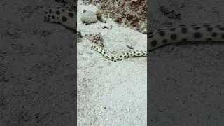 Hunting snake eel divingmauritius scubadivingadventures adventuresport eel snakeeel [upl. by Ayrb]