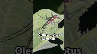 Olenecamptus siamensis insects nature forest wildlife viralvideo youtube ytshorts cambodia [upl. by Chicky]