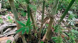 Advantages of Planting Giant Bamboo From Seeds [upl. by Torp168]