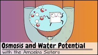 Osmosis and Water Potential Updated [upl. by Jecho979]