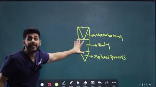 Sternum Anatomy amp Clavicle Articulation شرح بالعربي الدكتور تقي المياحي [upl. by Ahsilahs]