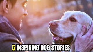 🐶Transformed Lives 4 Stories of Dogs Who Overcame Obstacles [upl. by Yelruc]