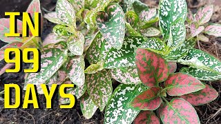 How to grow Polka dot plant Hypoestes Phyllostachya from seeds [upl. by Schoening]