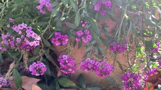 Sweet Alyssum Plant Profile [upl. by Nimzaj]