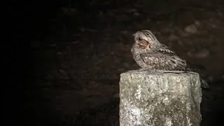 Jungle Nightjar Call with Spectrogram  Bird Song 80 [upl. by Gile]