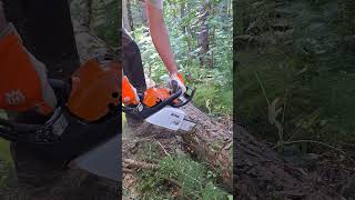 Chainsaw Stihl MS180 cutting Trees in Forest [upl. by Anyalram]