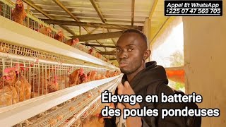 Élevage En Batterie Des Poules Pondeuses  Côte DIvoire La Ferme Avicole de Danané Avec Samassi [upl. by Einahpats]