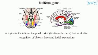 fusiform gyrus [upl. by Frankhouse]