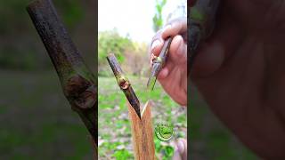 Grafting a grape tree Grafting satisfying [upl. by Valaria446]