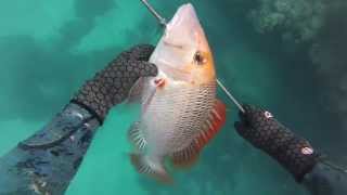 Onebreath Spearfishing Whitsundays [upl. by Cleve]