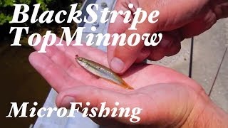 Blackstripe Topminnow MicroFishing in Kentucky [upl. by Fridell]