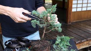 How to create a Bonsai tree DIY [upl. by Ylecara]