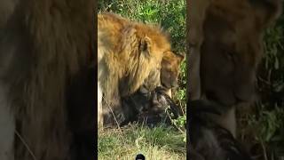 Lions Hunting Wildbeest safari wildlife animals africa viralvideo shortsfeed [upl. by Colin943]