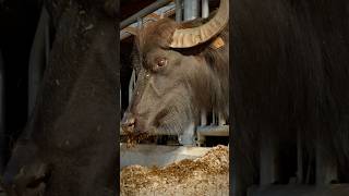 🐂 Des Bufflonnes dAsie en France‼️ tradition parlonsfranc agriculture france fromage food [upl. by Cobbie]