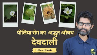 देवदाली The Miracle Cure for Modern Diseases  Ayurveda Amrutam [upl. by Ecinhoj]