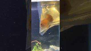 Discus Fish Care Tips Got 4 New Discus Cichlids [upl. by Niwhsa59]