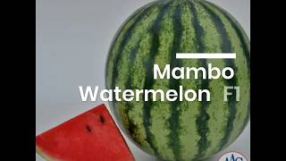 Mambo Watermelon  Grow your own Watermelon [upl. by Culbert920]