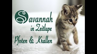 Savannah Katzen in Zeitlupe  Pfoten und Krallen [upl. by Potts]