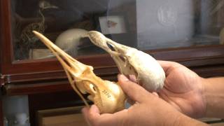 Inside the Collections Ornithology [upl. by Woodsum]