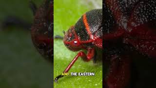 Species spotlight FROGHOPPER LEAFHOPPER BUGS learnnature [upl. by Millie]