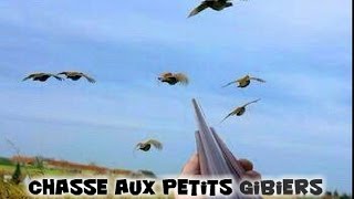 Chasse aux petits gibiers  De nombreux tirs [upl. by Silenay40]