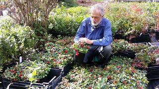 Wintergreen A beautiful and versatile edible groundcover [upl. by Doug823]