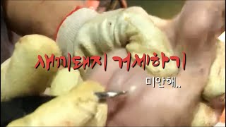 19금 새끼돼지 거세하기  Castration of piglet male [upl. by Eduard201]