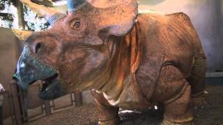 Triceratops Discovery Trail at Jurassic Park in Universal Islands of Adventure [upl. by Tannenbaum]